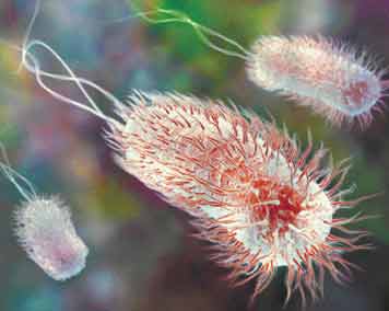 e.coli_tenerife
